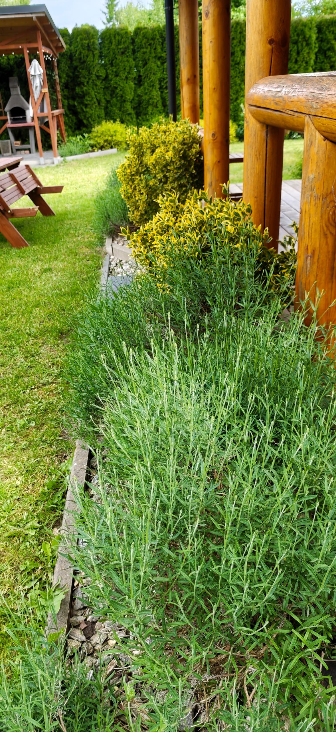 Blumen im Garten bei den Ferienhäusern
